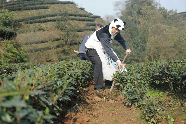 Panda poo tea fertilization time