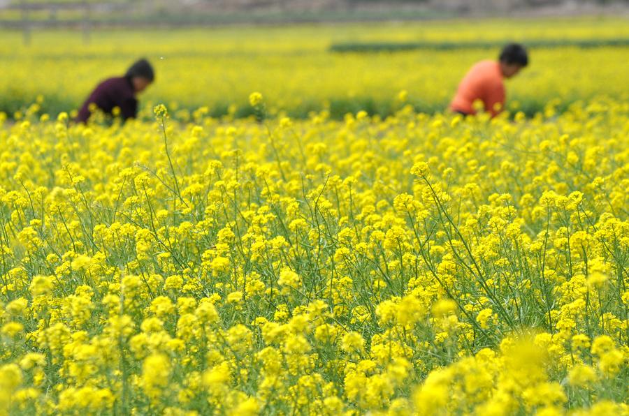 Chinese farmers busy with farming as summer comes