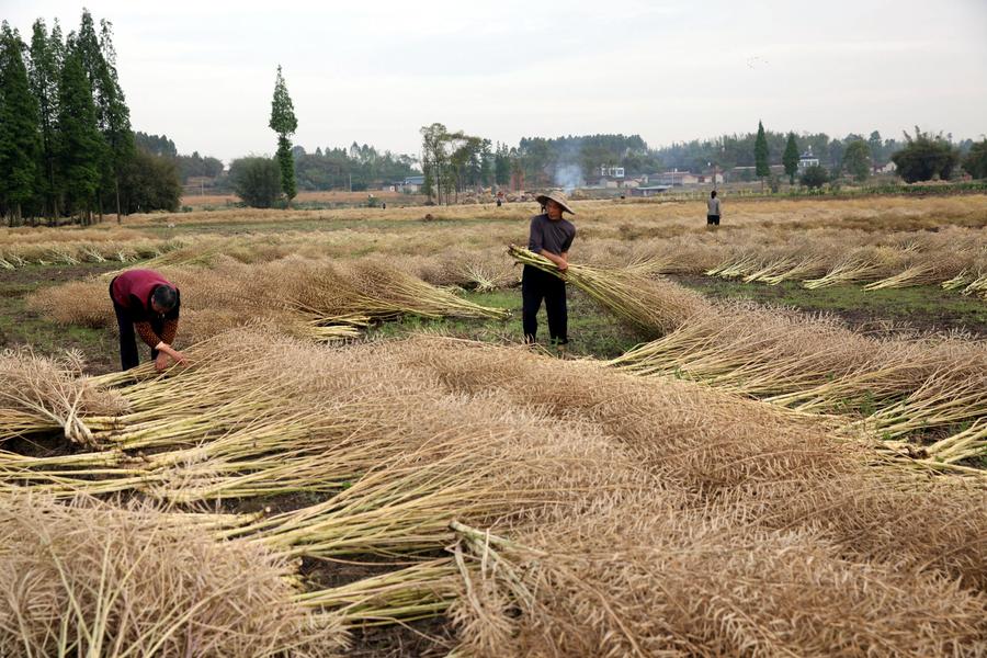 Chinese farmers busy with farming as summer comes