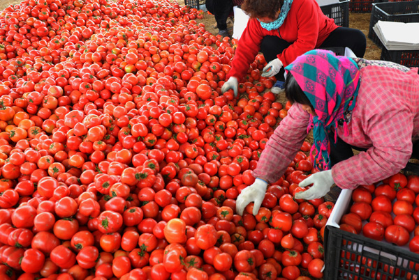 Growers look to make hay in Russia