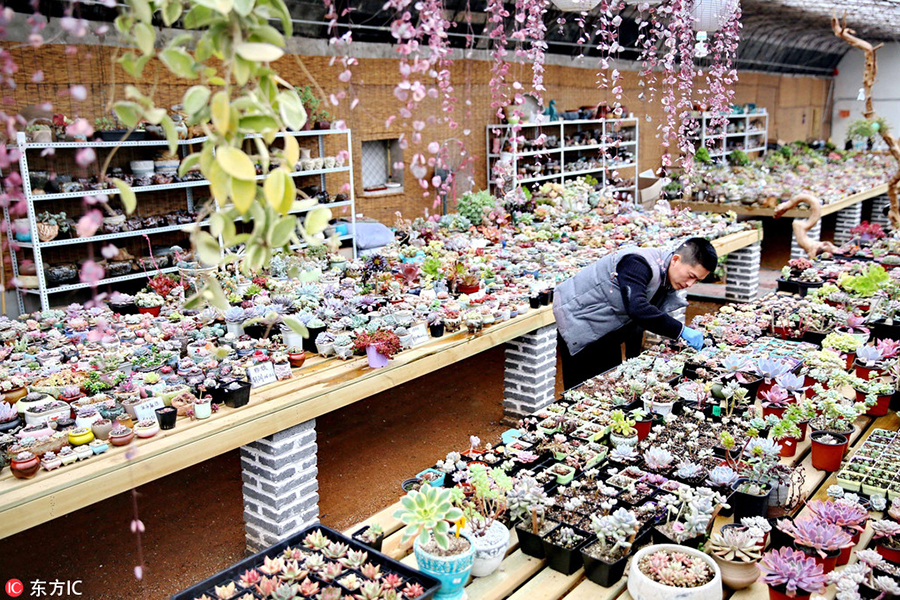 A man's succulent plant business