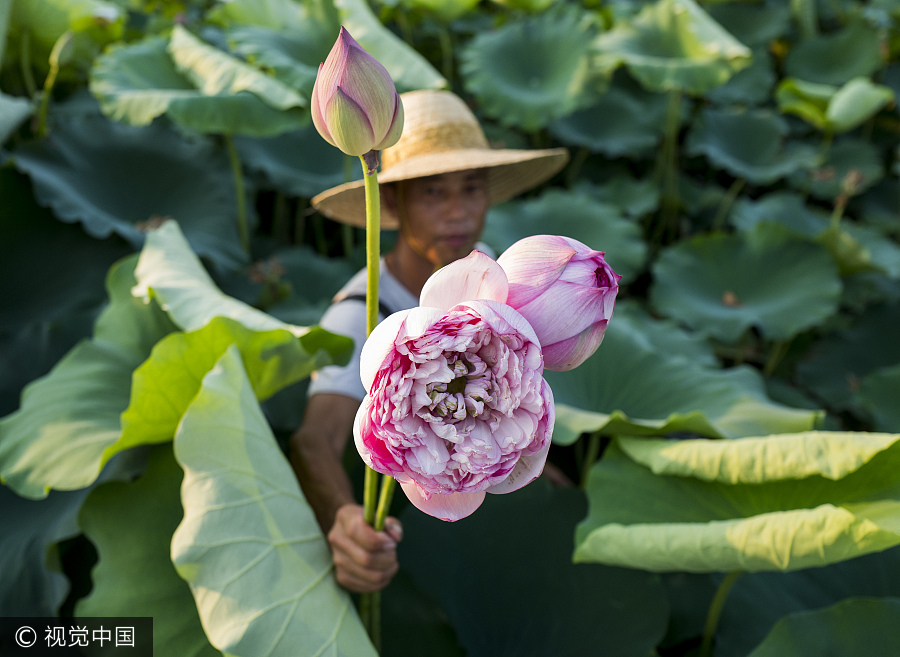 Ornamental lotus flowers grow farmers' earnings 20 times