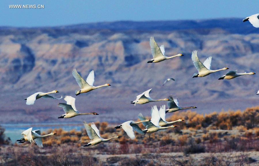 White swans seen on Ulunggur Lake, Xinjiang