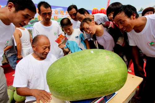 Giant watermelons compete in Henan