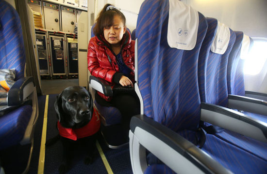 Guide dog travels with its master by air