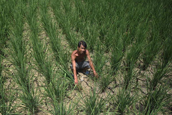 Lingering drought in S China damages agriculture