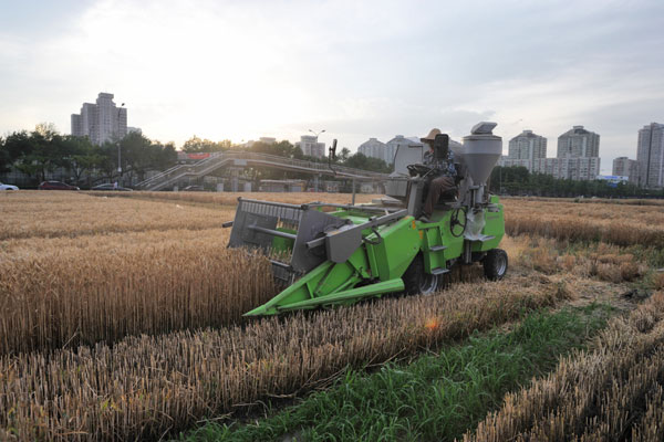 Excess grain sows seeds of unrest