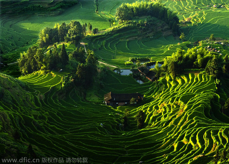 Painting with rice fields