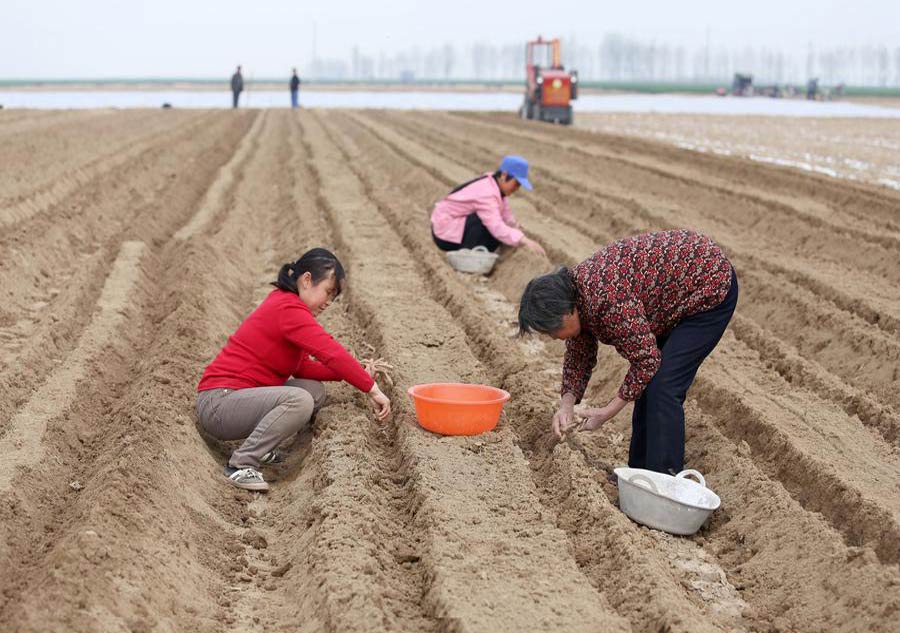 Chinese farmers plough their lands for spring