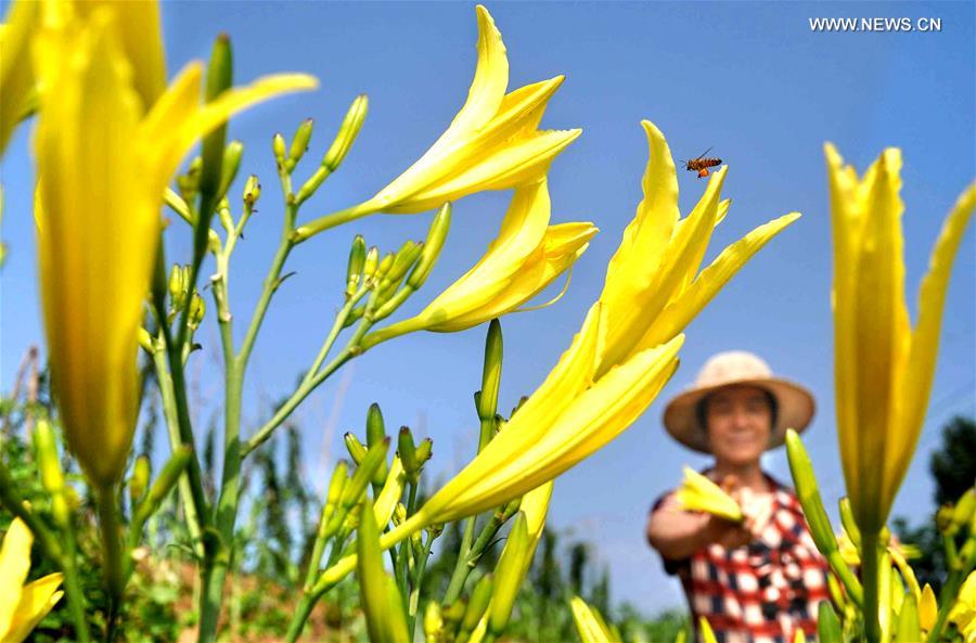 Crops enter harvest season