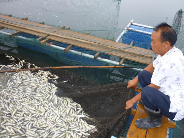 Hordes of dead fish found in C China river