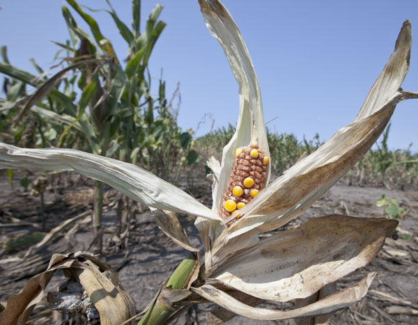 Food crisis 'unlikely to repeat'