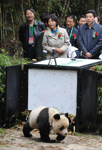 China returns artificially bred panda to nature