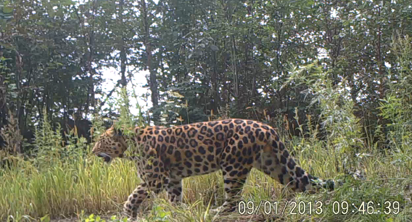 China releases video of wild Amur leopards