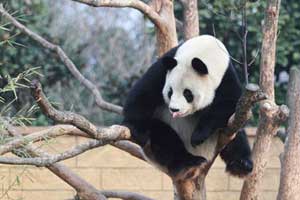 Panda fever in S China