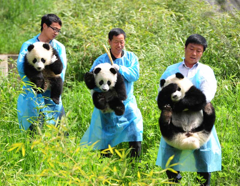 Camera-shy cubs