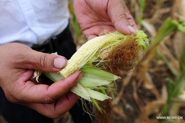 Lingering drought hits Hubei