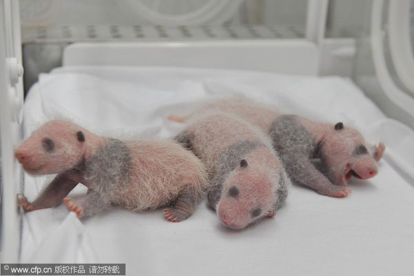 Panda triplets weight quadruples