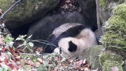 Three-year-old panda attacked by martens