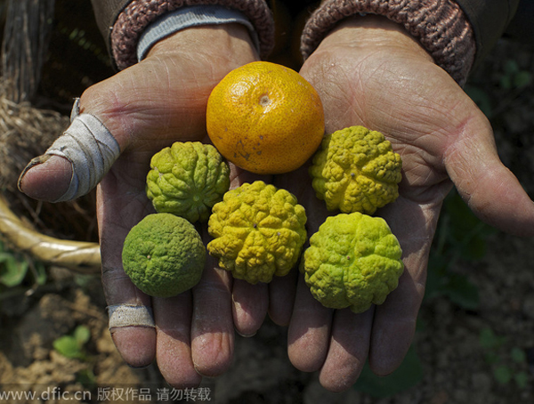 Environmental authorities probe C. China pollution