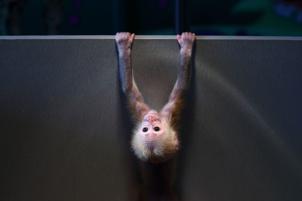 Gymnastic baby monkey wows tourists