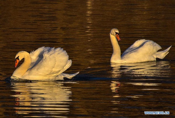 Migratory birds at Swan Spring Wetland