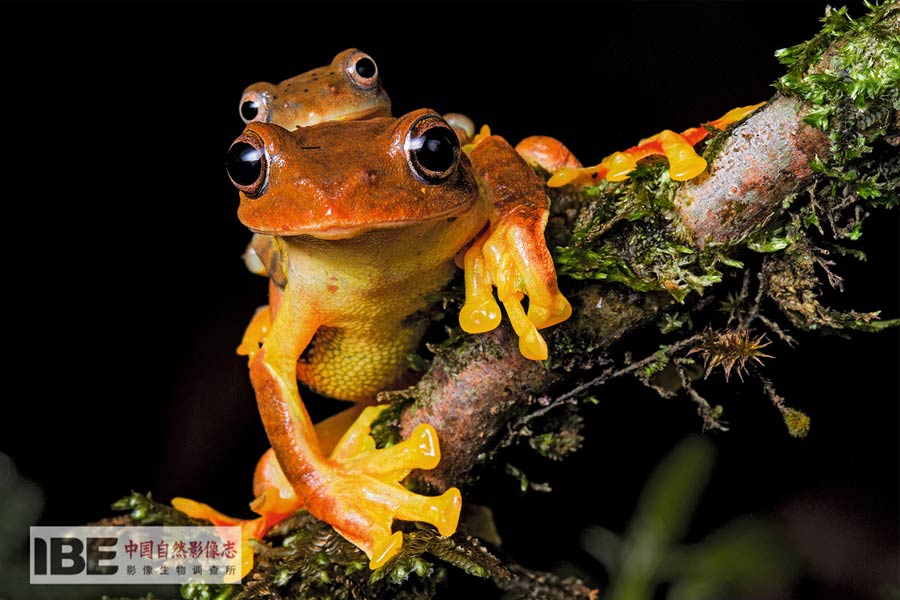 China's first nature image record released