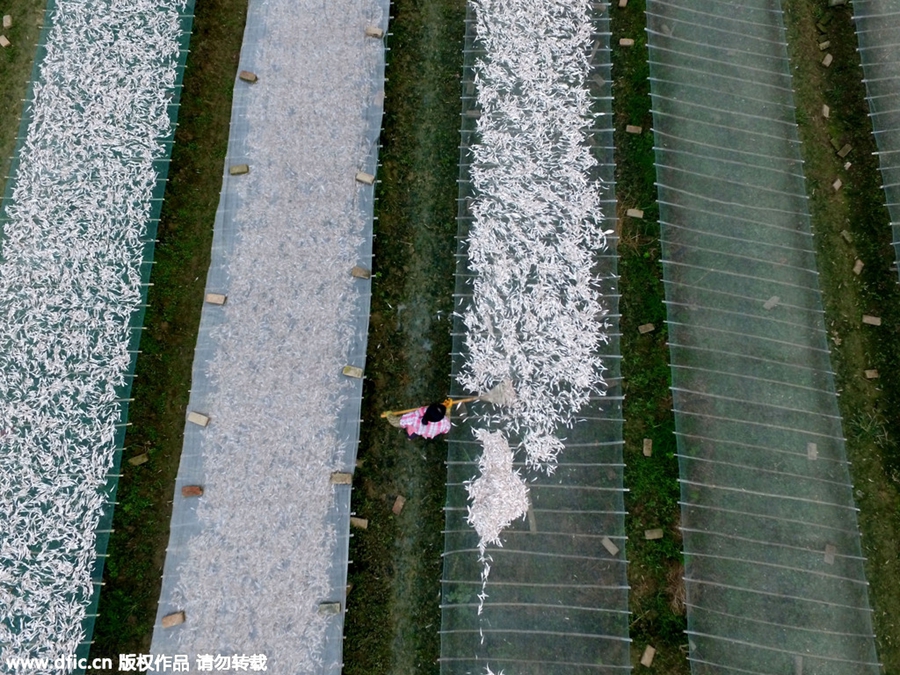 Villagers scoop up big profits by drying fish