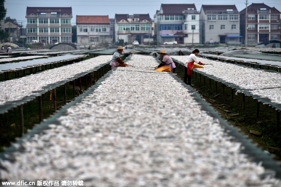 Villagers scoop up big profits by drying fish