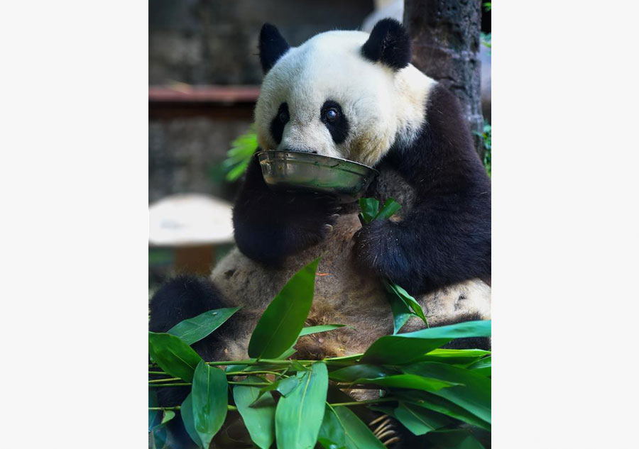 Giant panda Basi celebrates 35th birthday