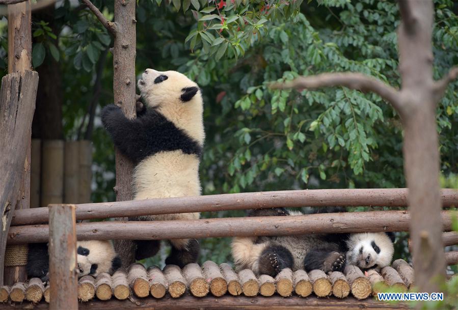 Number of giant pandas in China reaches 422