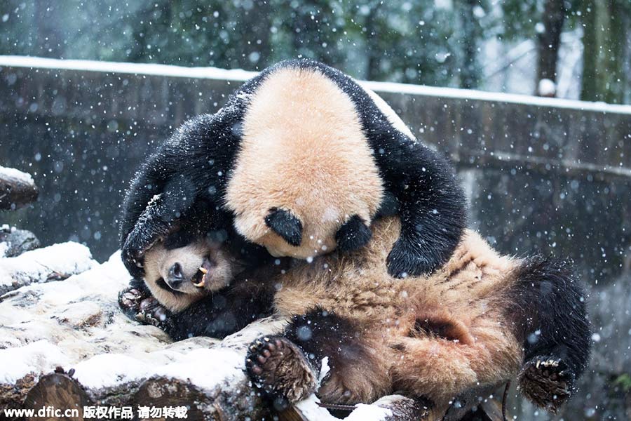 Pandas roll and tumble as they enjoy the first now in Hangzhou