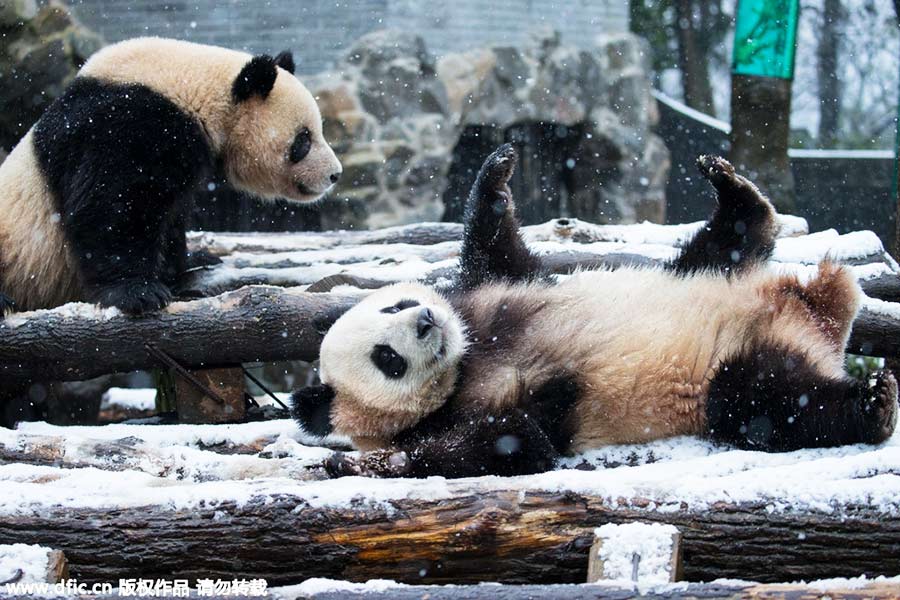 Pandas roll and tumble as they enjoy the first now in Hangzhou