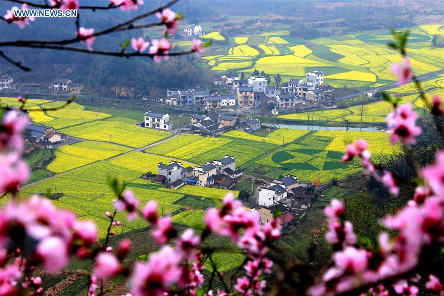 Chasing Spring blossoms in China