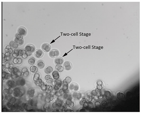 Embryos growing in space a 'giant leap'