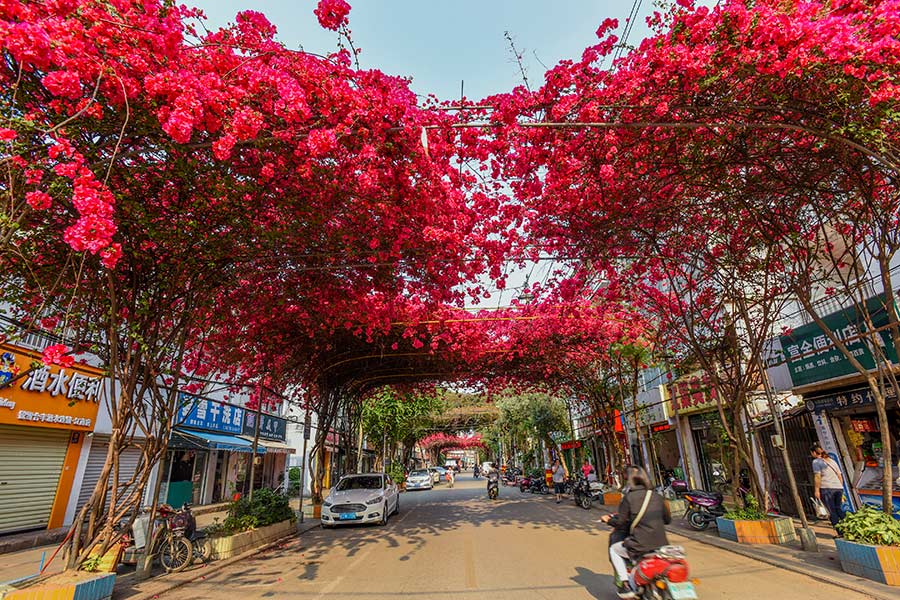 Pink, white and red petals in full bloom