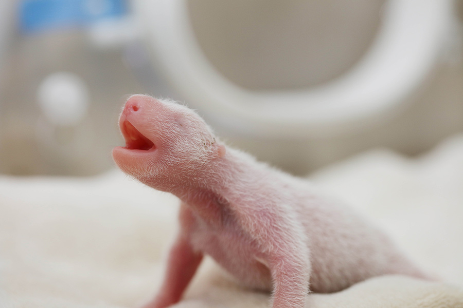 Year's first giant panda cub born in Southwest China's Chengdu