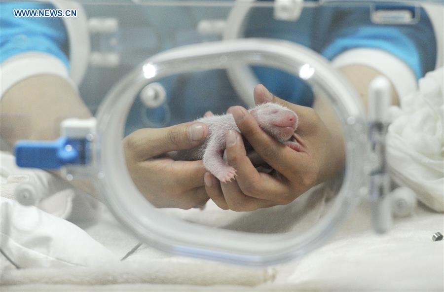 Year's first giant panda cub born in Southwest China's Chengdu