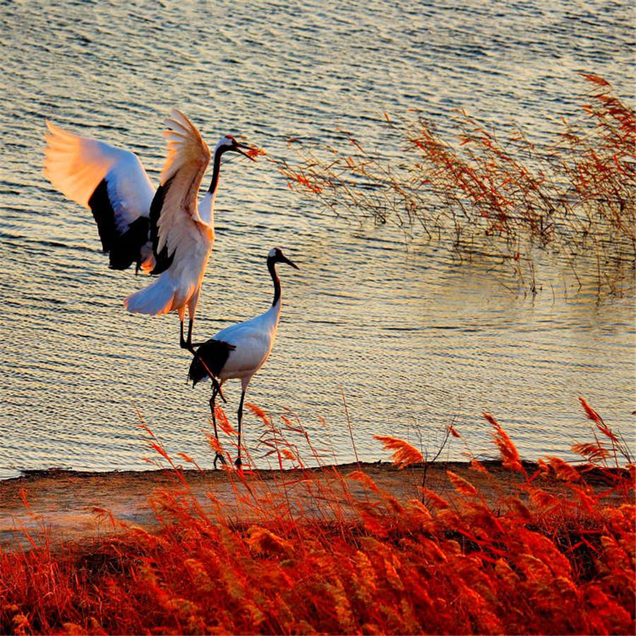 Red-crowned cranes take flight in China's Jilin