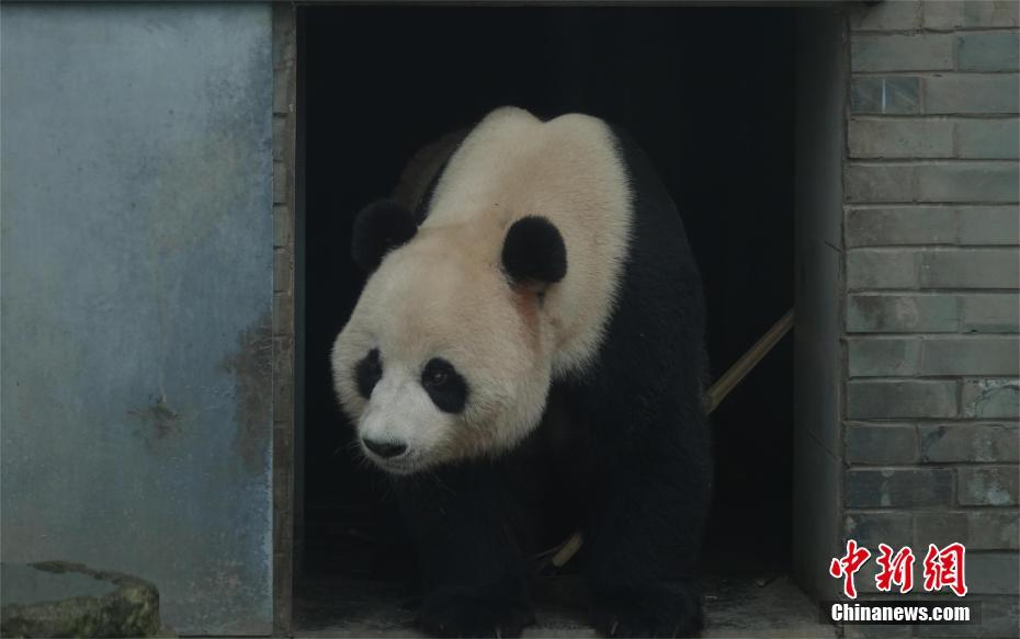 Giant pandas arrive at new residence in Shennongjia Nature Reserve