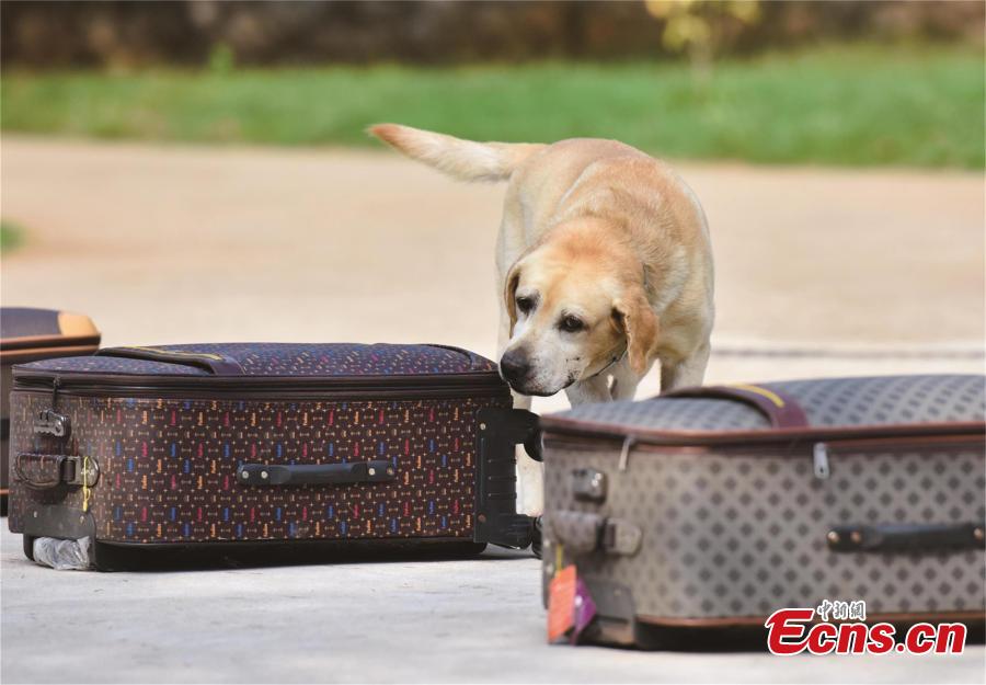 Police dogs receive training in Central China