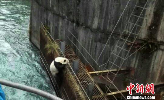 Drowning giant panda rescued in Sichuan