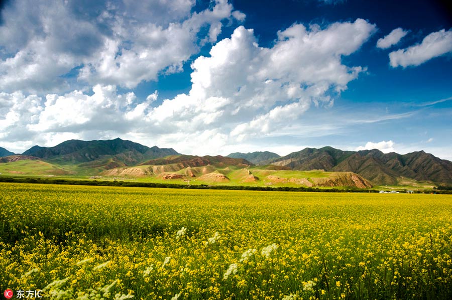 Grassland in Southwest China restored after years of ecological protection