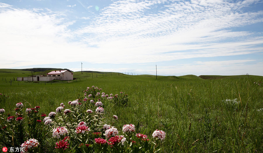 Grassland in Southwest China restored after years of ecological protection