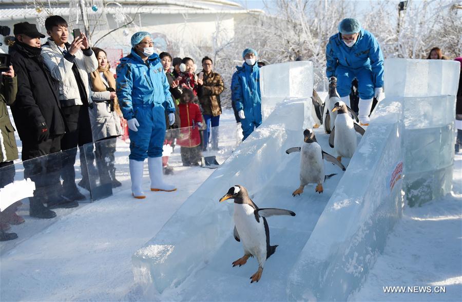 Penguins from Harbin Polarland try ice slide