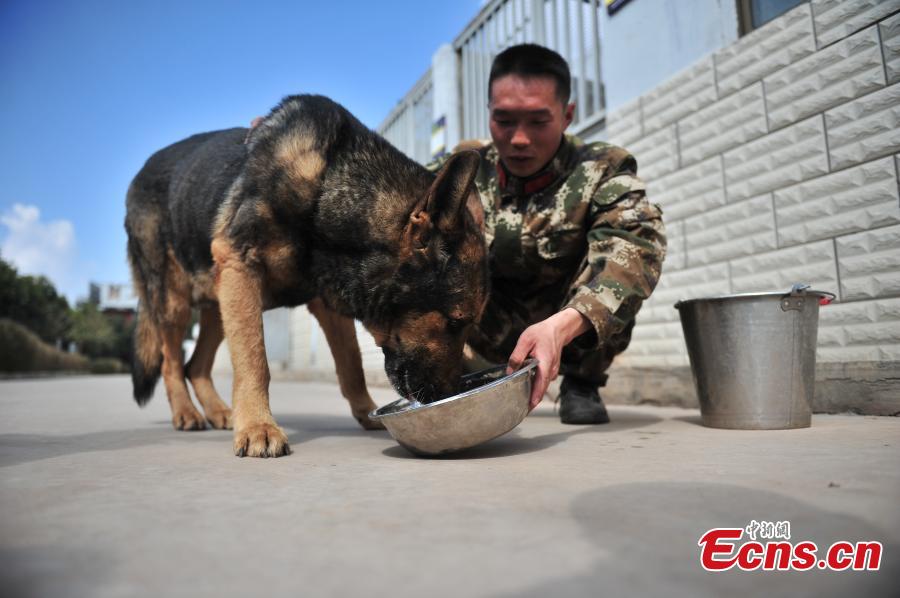 Police dog, who served in 100 missions, in old age