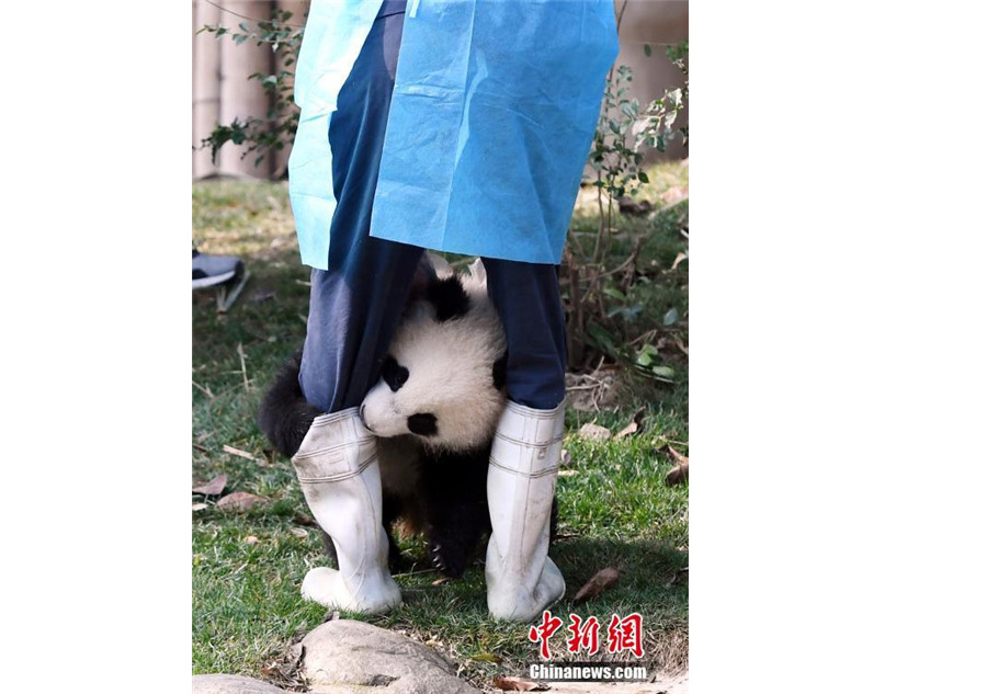 Panda cub dubbed 'the most needy' after video goes viral