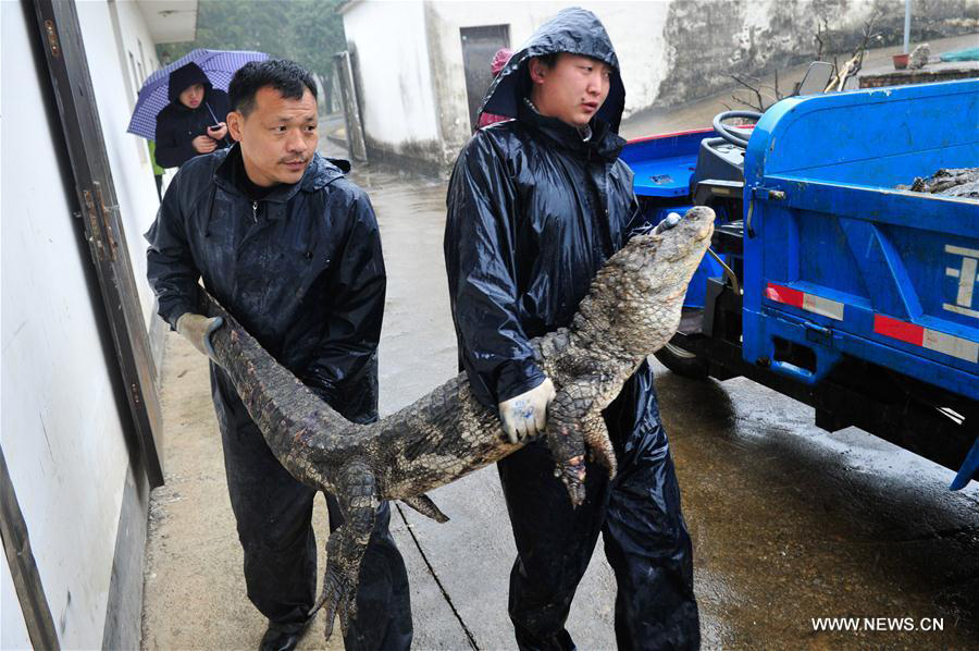 Over 13,000 alligators move out of hothouses