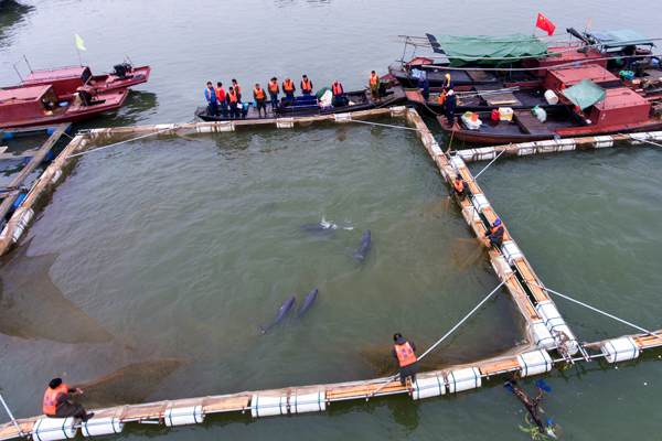 Relocating endangered porpoises