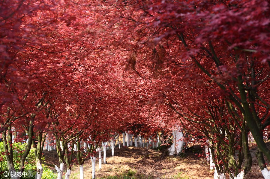 China shows of its beauty in spring